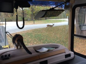 Deer we saw after being parked in our spot for only 15 minutes