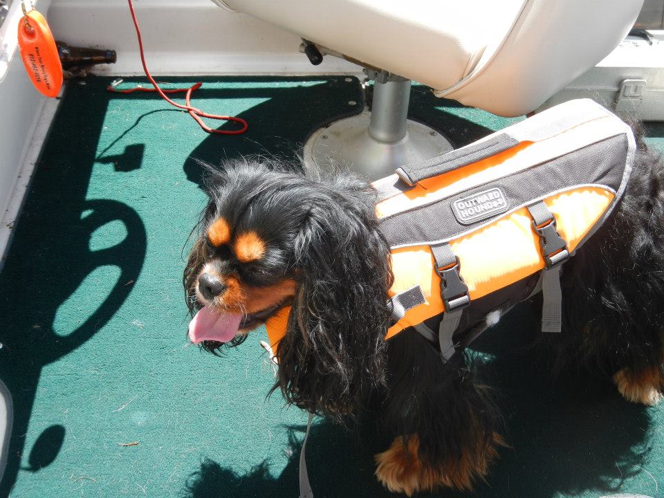 1017462_966250086770_705616096_n