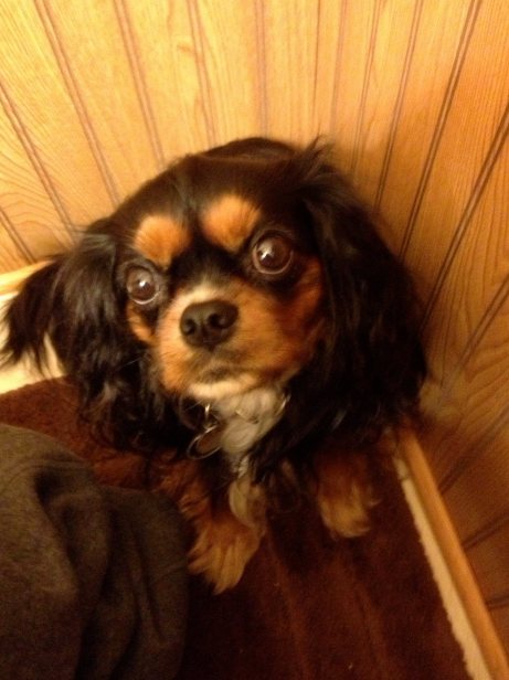 10733736_10100488472136570_6245140047819814607_o