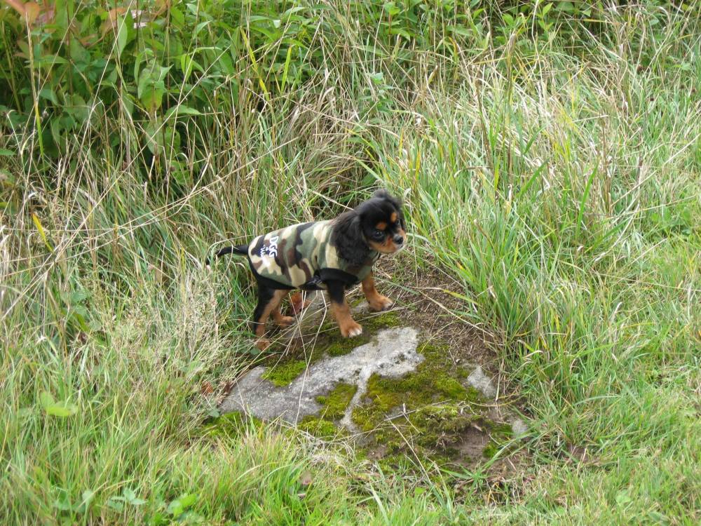 11235455_10100488469950950_992127592600094049_o