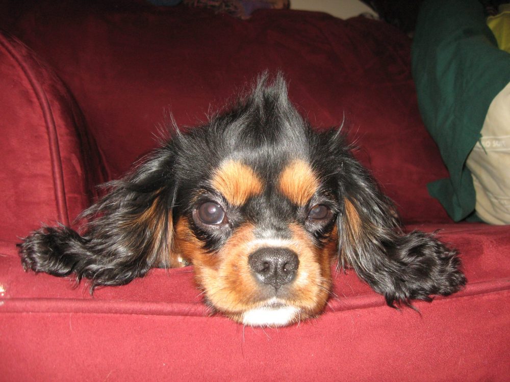 11537344_10100488472091660_3407633077996527170_o