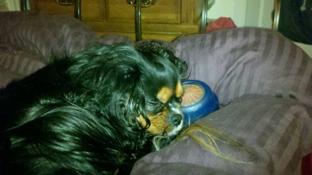 335708_705428799720_877908889_o