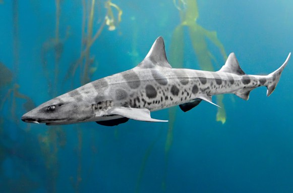 leopard_shark_01