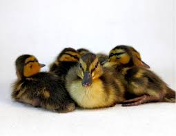 ducks