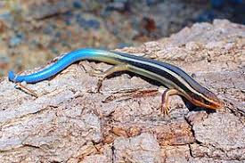 skink