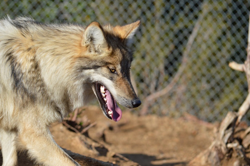 Leah Bose WHC 18 CWC