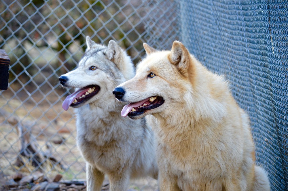 Leah Bose WHC 18 CWC