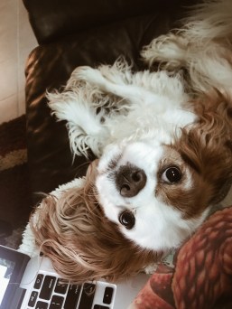 590b598f-3840-4d0d-82da-4b73378345aa