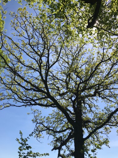 41jlgV3qScWpxaxAngc2BQ